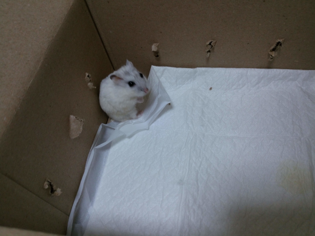 f:id:tokeitou915:20190528221016j:plain