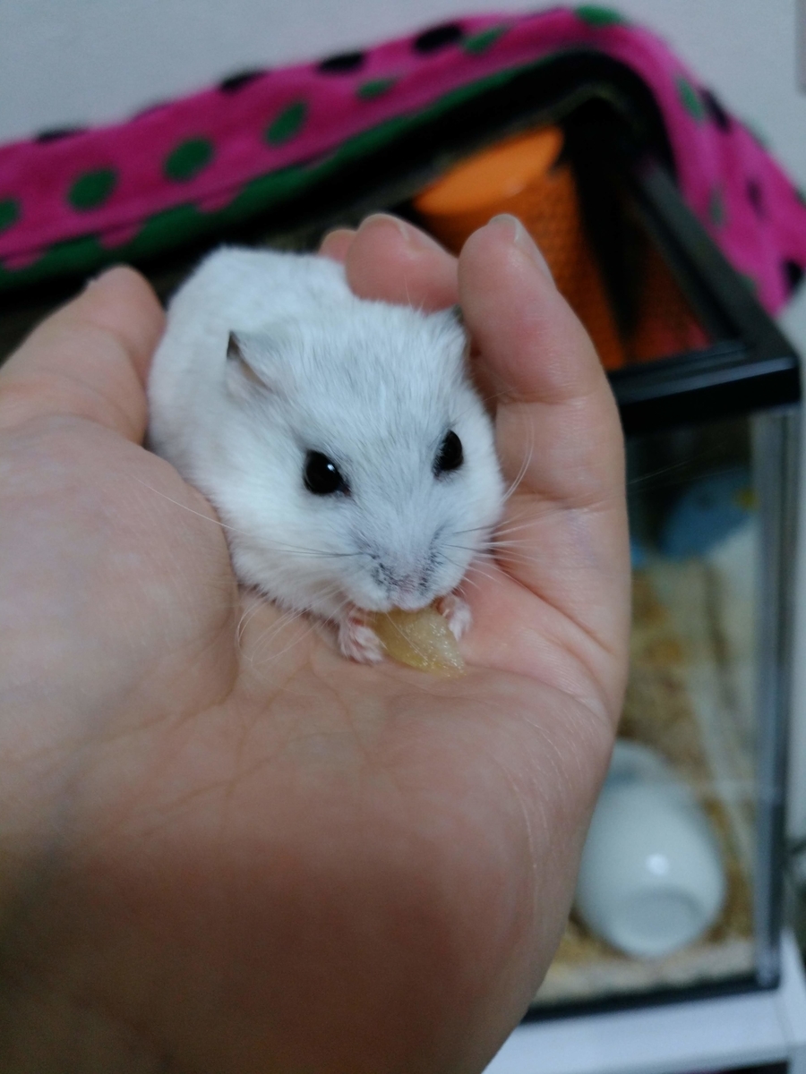 f:id:tokeitou915:20190528221054j:plain