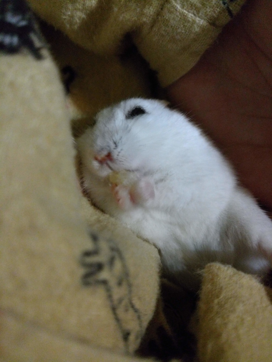 f:id:tokeitou915:20190528221144j:plain
