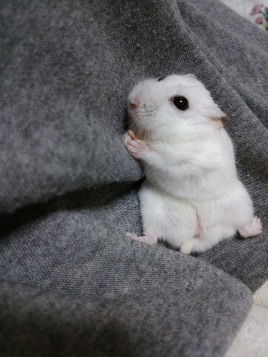 f:id:tokeitou915:20190528221213j:plain