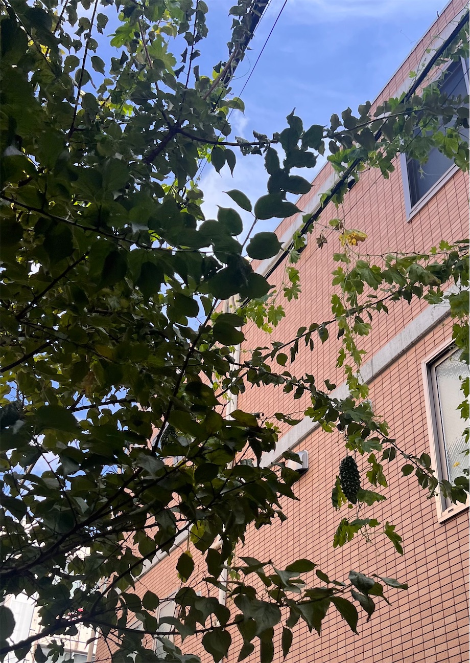 f:id:toki-tsubone:20261023144735j:image