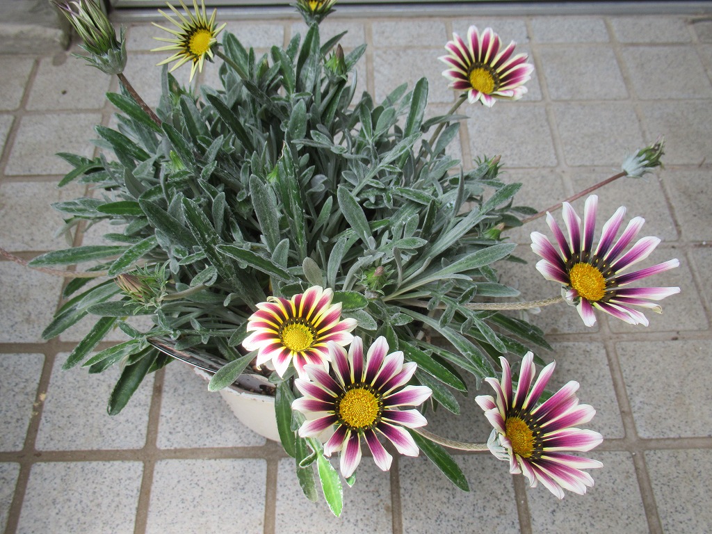 勲章菊 薪割り爺