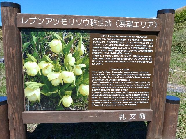 D1 礼文アツモリソウ レブンアツモリソウ 新たな群生地 5月中にも散策路オープン