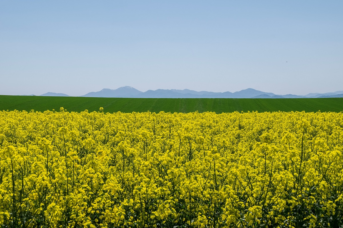 滝川市江部乙町の菜の花畑と農風景 年5月30日撮影 Uedaの写真日記