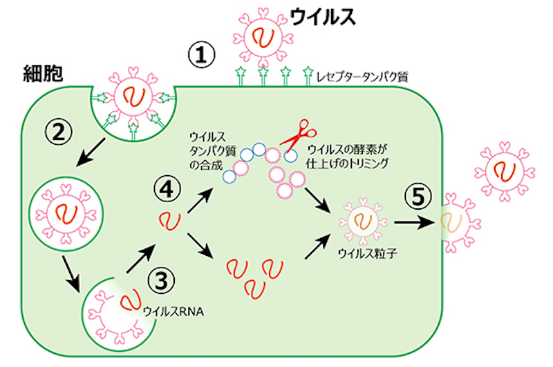 f:id:tokinokaseki:20210520155413j:plain