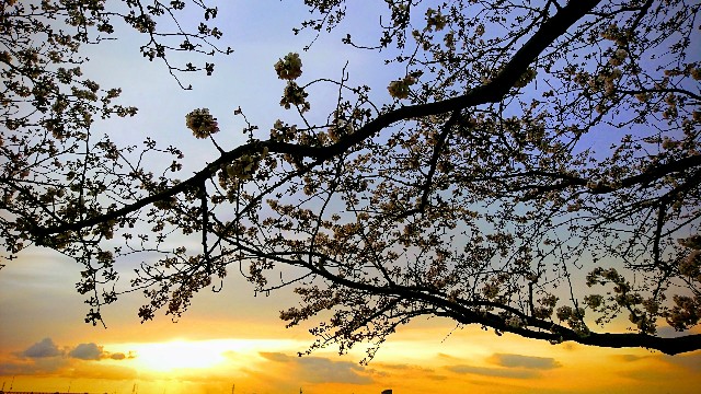 f:id:tokinousagi:20180325223221j:image