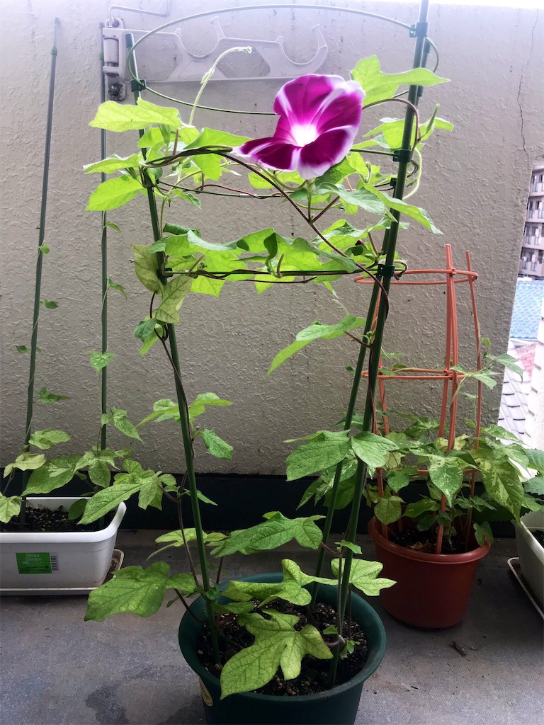 f:id:tokiobon:20190722132510j:image