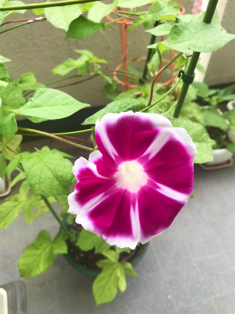 f:id:tokiobon:20190722132520j:image
