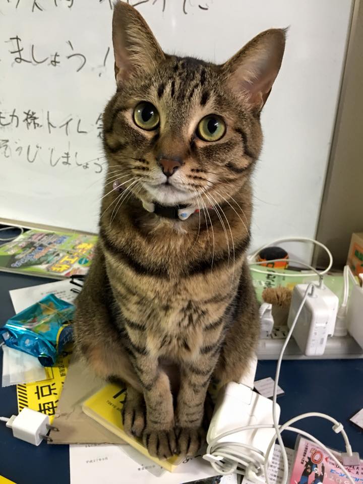 Tokisabaのブログ Tokisabaのブログ