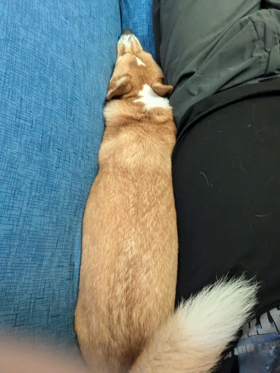 今なら全話無料でイッキ見出来るよ！！ 猫の過剰摂取に気をつけて！！？幸せだから！ #ニャイリビ, image size:900x1200