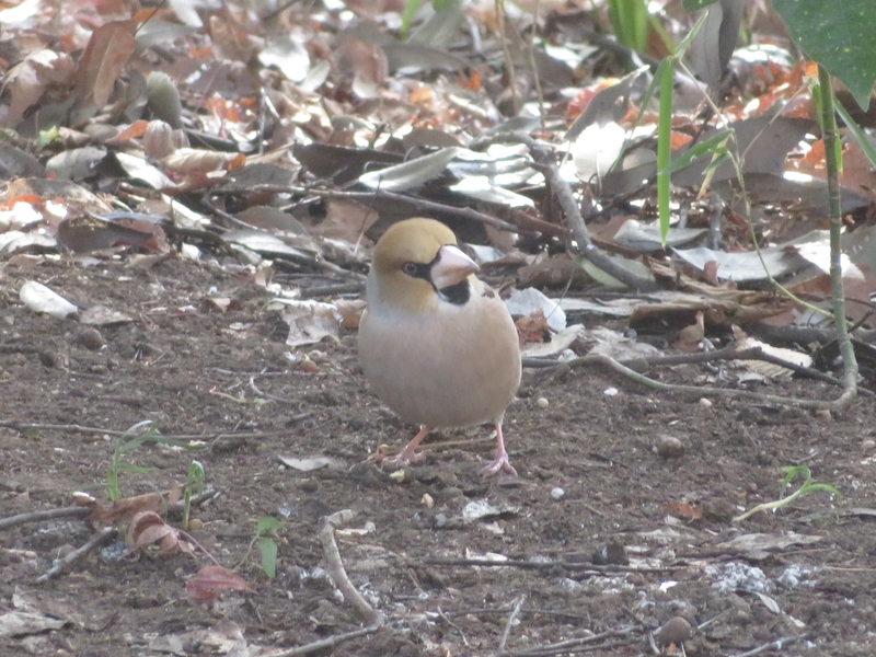 f:id:tokisan55555:20190216152450j:plain f:id:tokisan55555:20190216152450j:plain