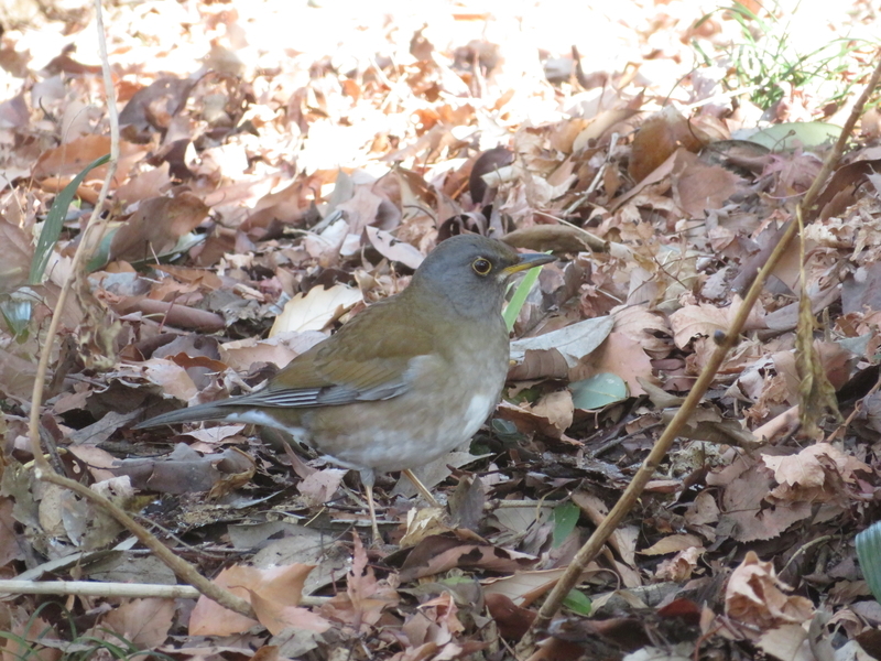 f:id:tokisan55555:20190216152507j:plain f:id:tokisan55555:20190216152507j:plain