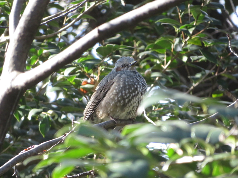 f:id:tokisan55555:20190216152522j:plain f:id:tokisan55555:20190216152522j:plain