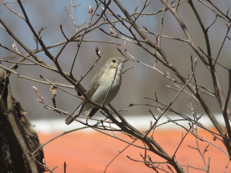 f:id:tokisan55555:20190320180914j:plain f:id:tokisan55555:20190320180914j:plain