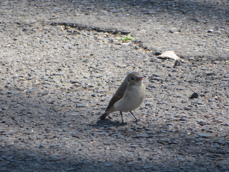 f:id:tokisan55555:20190320180934j:plain f:id:tokisan55555:20190320180934j:plain