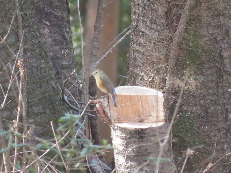 f:id:tokisan55555:20190320182548j:plain f:id:tokisan55555:20190320182548j:plain