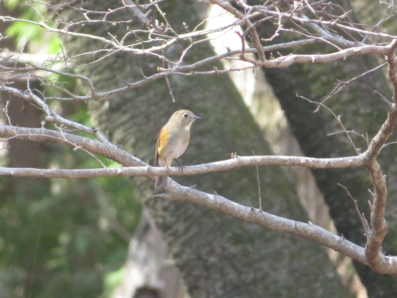 f:id:tokisan55555:20190320182607j:plain f:id:tokisan55555:20190320182607j:plain