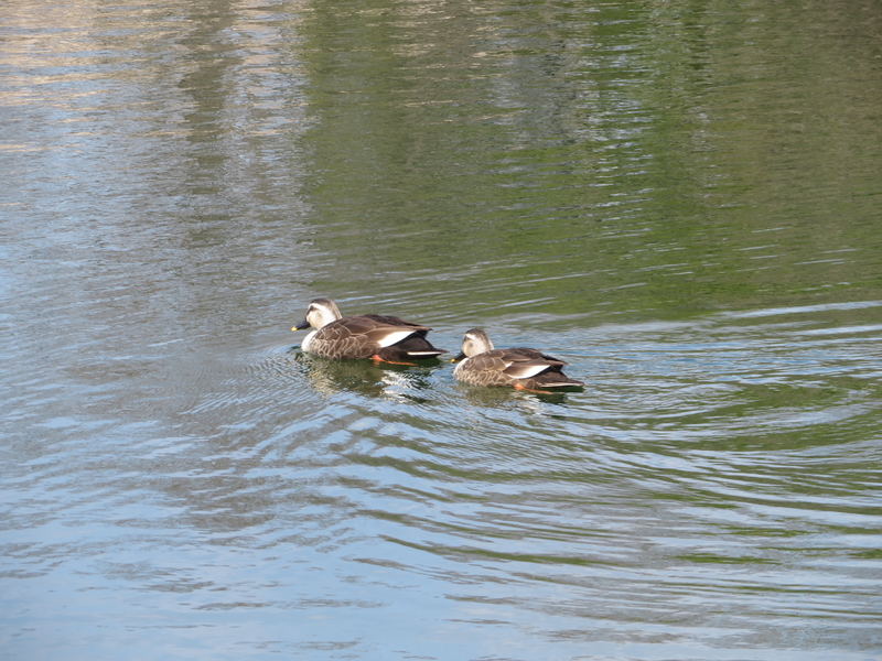 f:id:tokisan55555:20190328161748j:plain f:id:tokisan55555:20190328161748j:plain