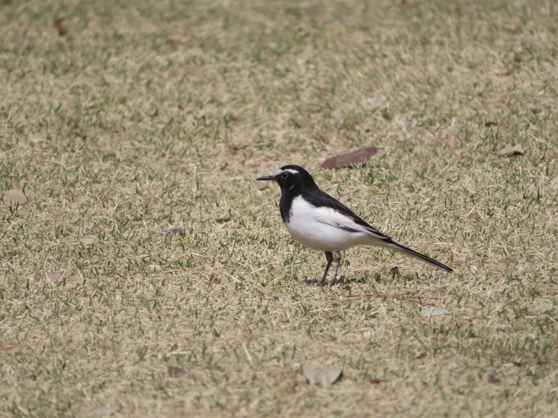 f:id:tokisan55555:20190328161804j:plain f:id:tokisan55555:20190328161804j:plain