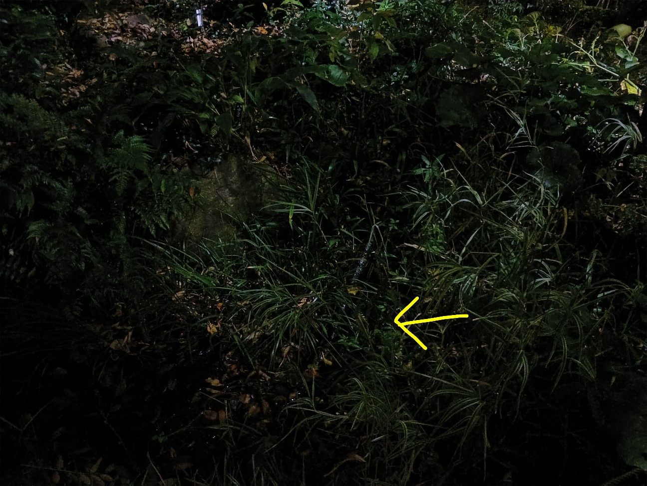 f:id:tokitike:20251209000836j:image