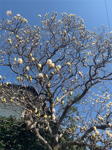 f:id:tokiwa-heizo:20190315230425j:image f:id:tokiwa-heizo:20190315230425j:image