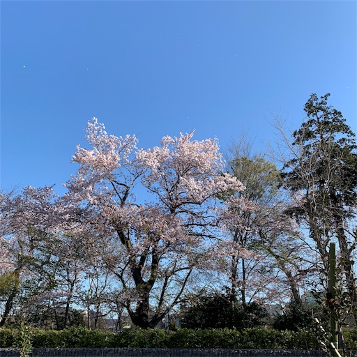 f:id:tokiwa-heizo:20190414225443j:image f:id:tokiwa-heizo:20190414225443j:image