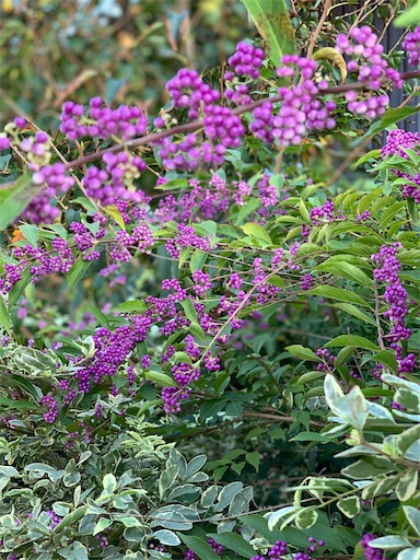 f:id:tokiwa-heizo:20201207001625j:image f:id:tokiwa-heizo:20201207001625j:image