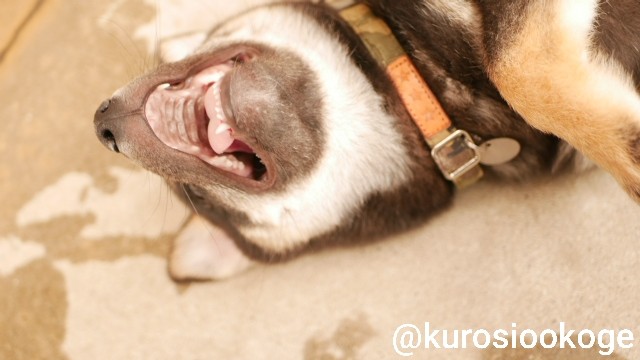 f:id:tokixshiro:20200311152218j:plain
