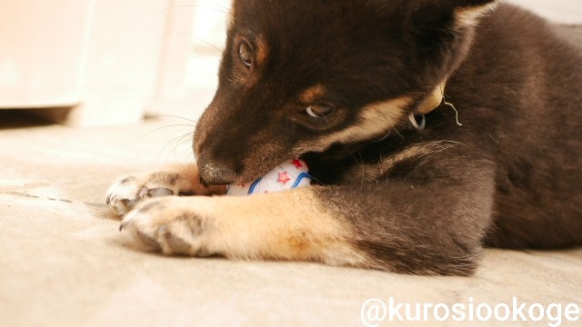 f:id:tokixshiro:20200311152244j:plain