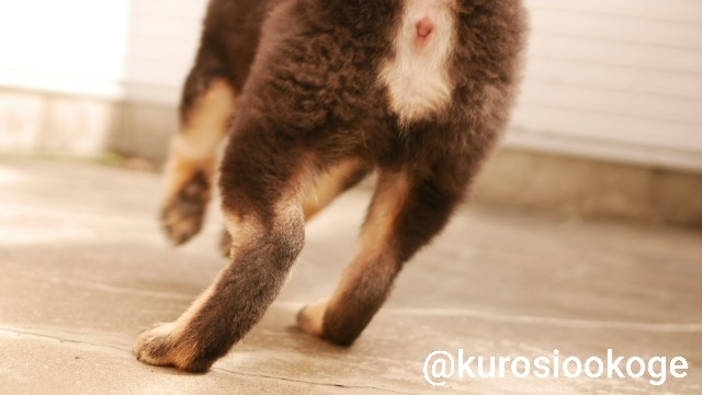 f:id:tokixshiro:20200311152250j:plain