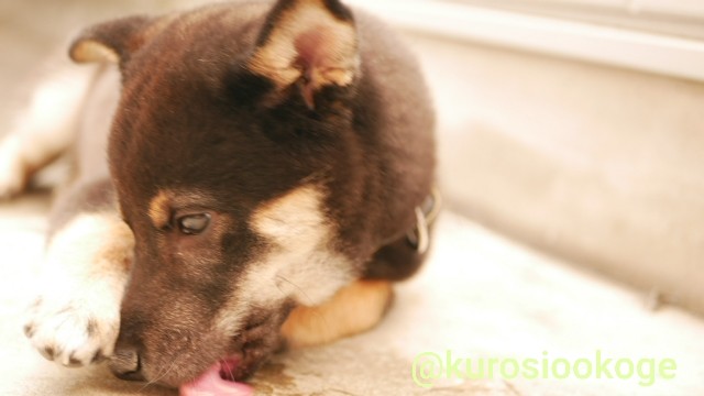 f:id:tokixshiro:20200311152255j:plain