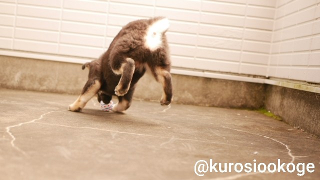 f:id:tokixshiro:20200311152301j:plain