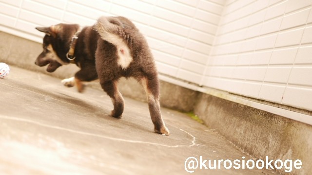 f:id:tokixshiro:20200311154330j:plain