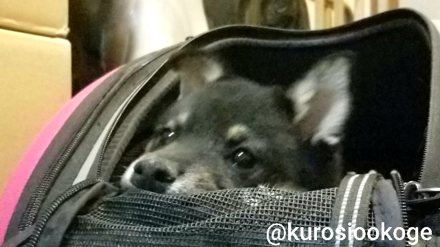 f:id:tokixshiro:20200312162814j:plain f:id:tokixshiro:20200312162814j:plain