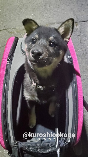 おこげの散歩デビュー準備 黒柴おこげと時々くろしお おこげの散歩デビュー準備 黒柴おこげと時々くろしお
