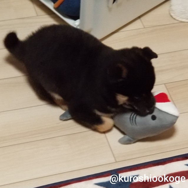 f:id:tokixshiro:20200610102434j:plain