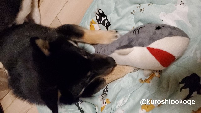 f:id:tokixshiro:20200610102436j:plain