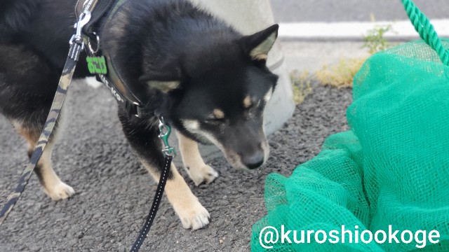 f:id:tokixshiro:20200610102438j:plain