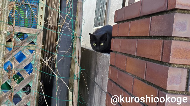 f:id:tokixshiro:20200610102442j:plain