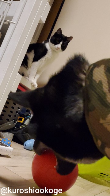 f:id:tokixshiro:20200610102450j:plain