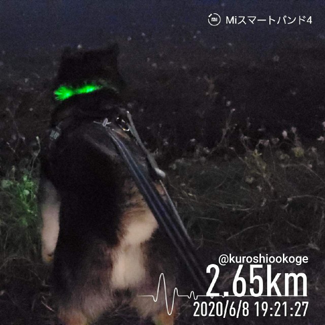 f:id:tokixshiro:20200610102455j:plain