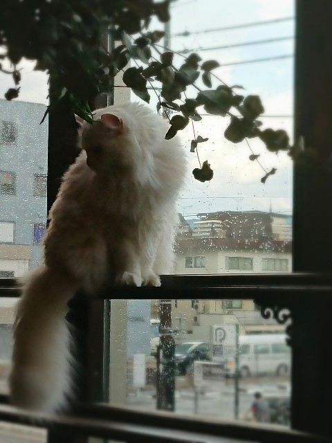 f:id:tokki-nikki:20190429115108j:image f:id:tokki-nikki:20190429115108j:image