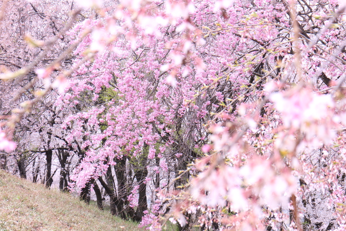 f:id:tokotoko_yuuki:20200419163532j:plain