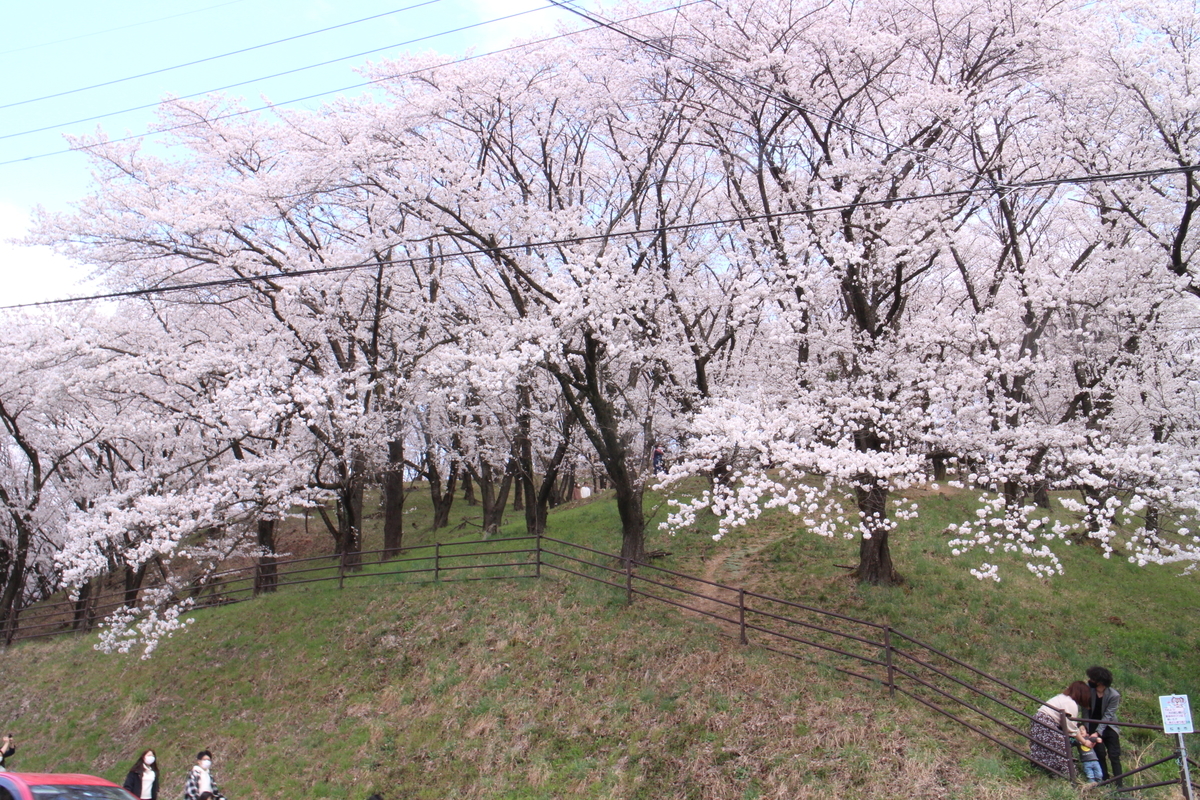 春の弘法山へ満開の桜を見に行こう 信州散歩 旅 笑っていこうよ 春の弘法山へ満開の桜を見に行こう 信州散歩 旅 笑っていこうよ