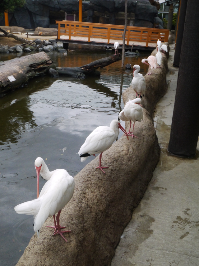 f:id:tokoyakanbannet:20180906123614p:plain