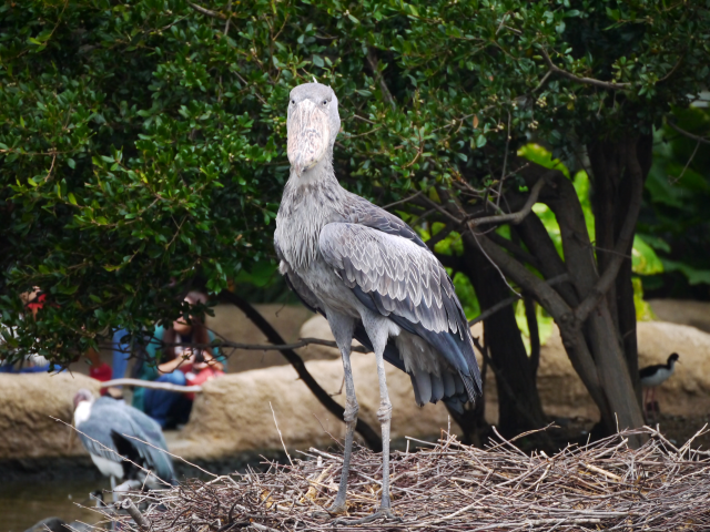 f:id:tokoyakanbannet:20180906124320p:plain