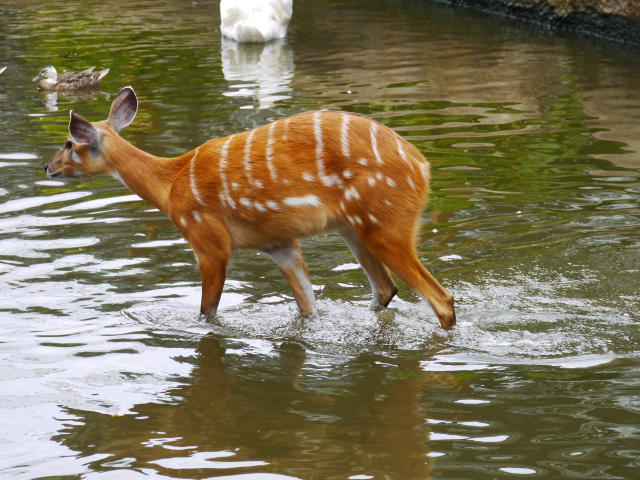 f:id:tokoyakanbannet:20180906125049p:plain