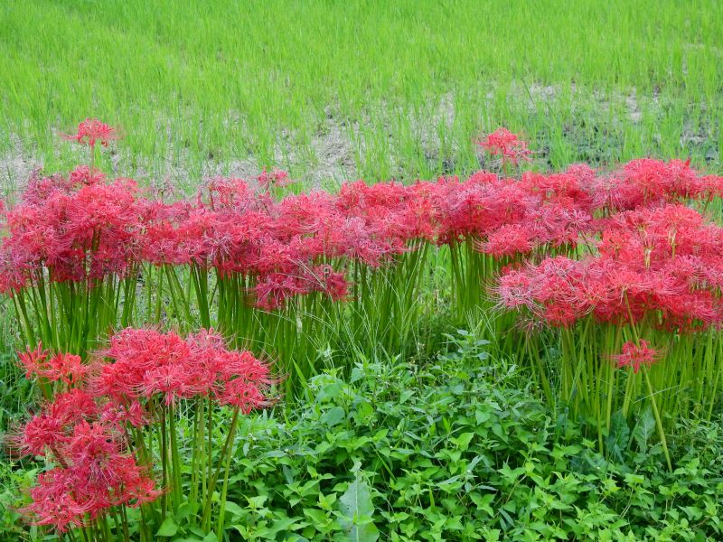 彼岸花はどうして彼岸に咲くの ぶんぶんの進路歳時記