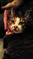 f:id:tokoz:20081005180300j:image