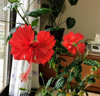 ハイビスカス」は家の中で - グリーン、ケア、チャレンジ